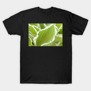 Hosta  &#39;Francee&#39;   AGM  Plantain lily  fortunei T-Shirt